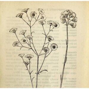 1905 Daisy Fleabane Wild Flower Print Pen & Ink Lithograph Antique 6.75 x 3.75"